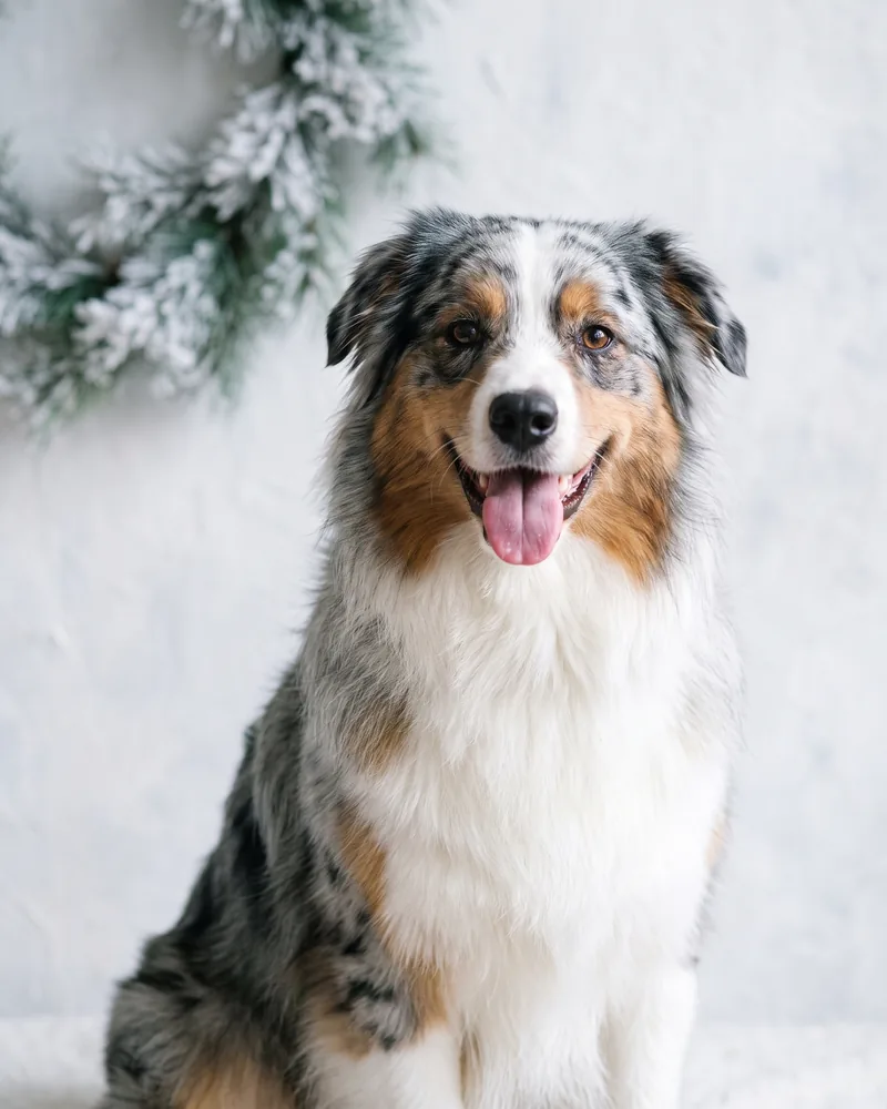 Freshly groomed Australian Shepherd portrait