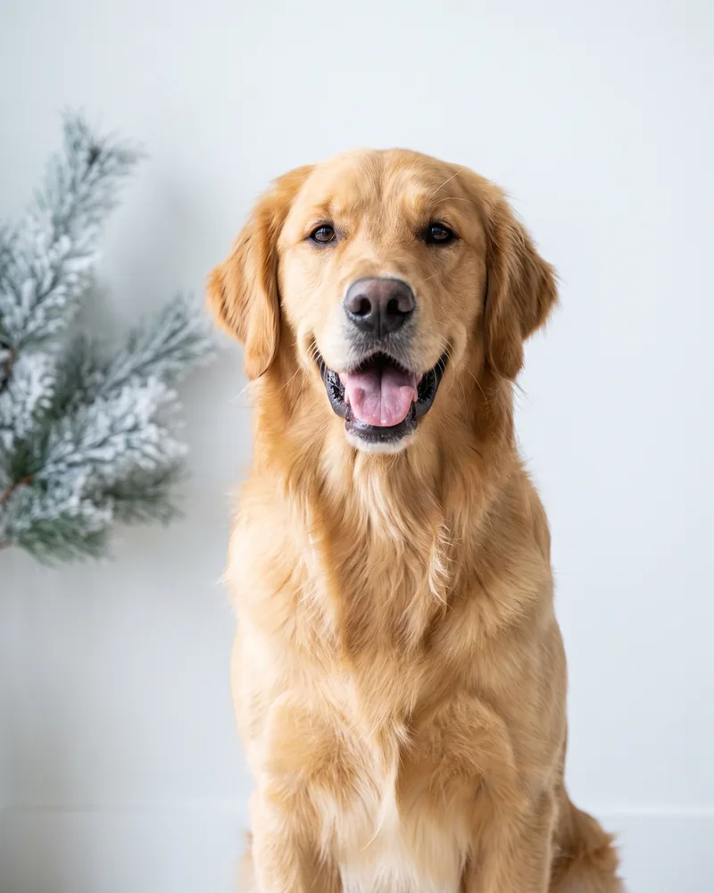 Freshly groomed Golden Retriever portrait