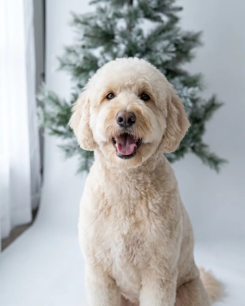 Freshly groomed Goldendoodle portrait