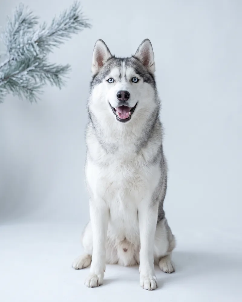 Freshly groomed Siberian Husky portrait