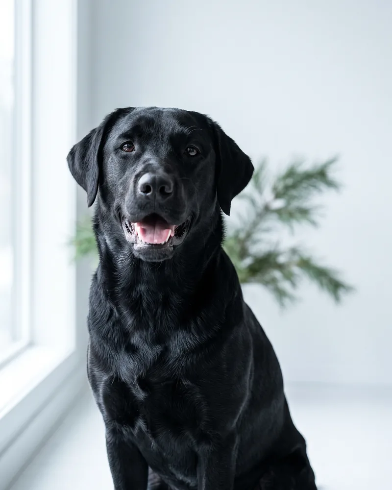 Freshly groomed Labrador Retriever portrait